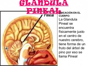 glandula-pineal-1-638
