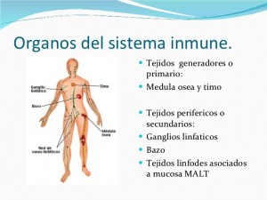 celulas-y-organos-del-sistema-inmune-42-728